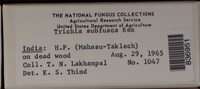 Trichia subfusca image
